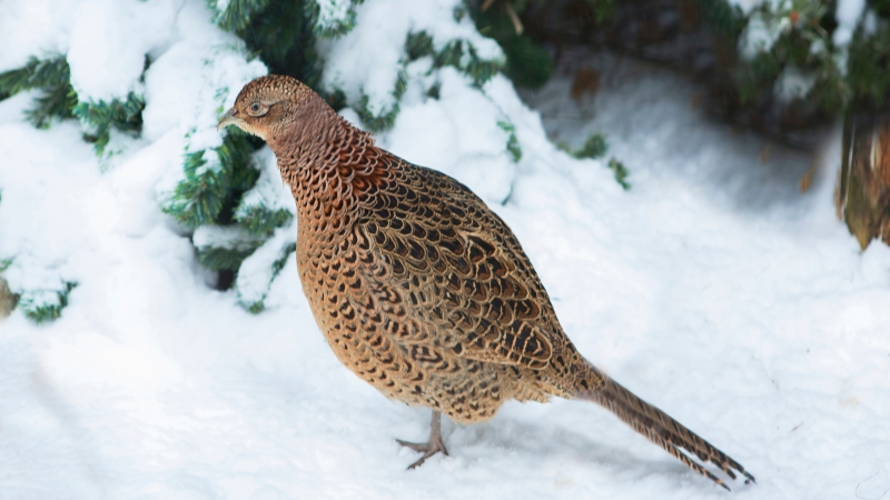 Wer hat Rebhühner im Schwalm-Eder-Kreis gesichtet?