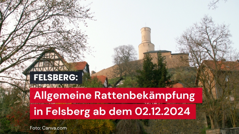 Allgemeine Rattenbekämpfung im Stadtgebiet Felsberg beginnt am 2. Dezember 2024