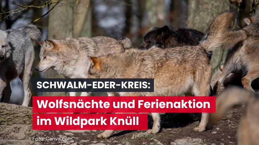 Wildpark Knüll in den Weihnachtsferien: Aktionen für die ganze Familie