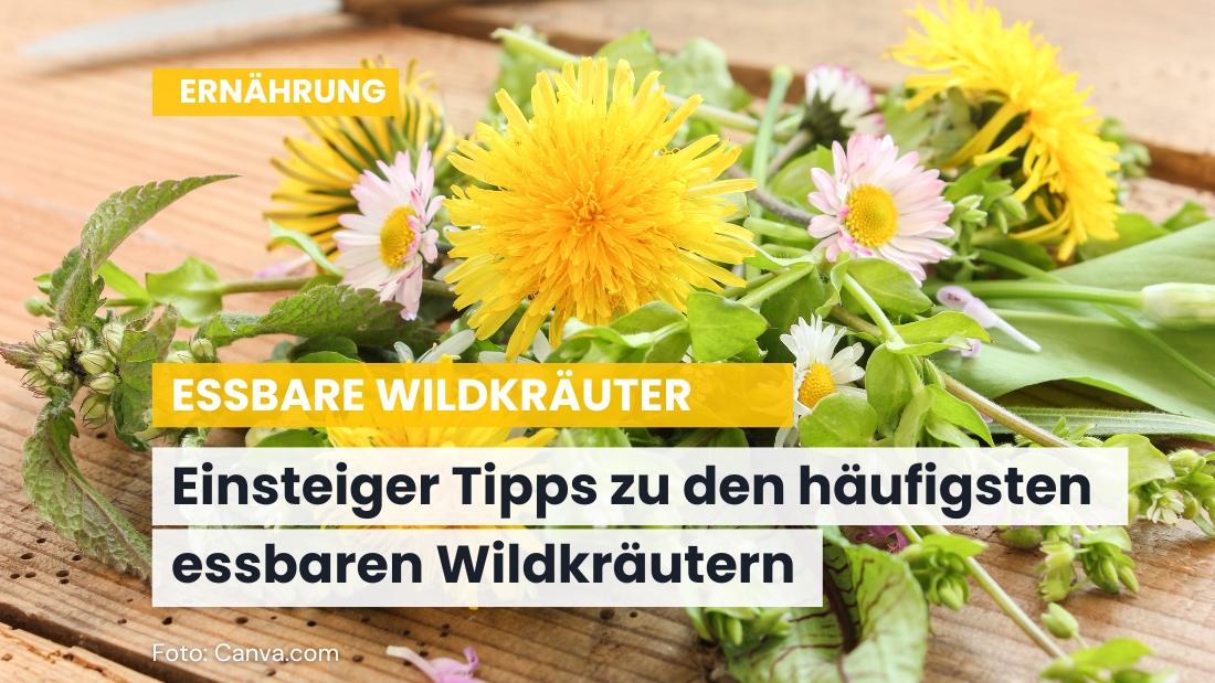 Wildkräuter erkennen und nutzen: Tipps für Anfänger