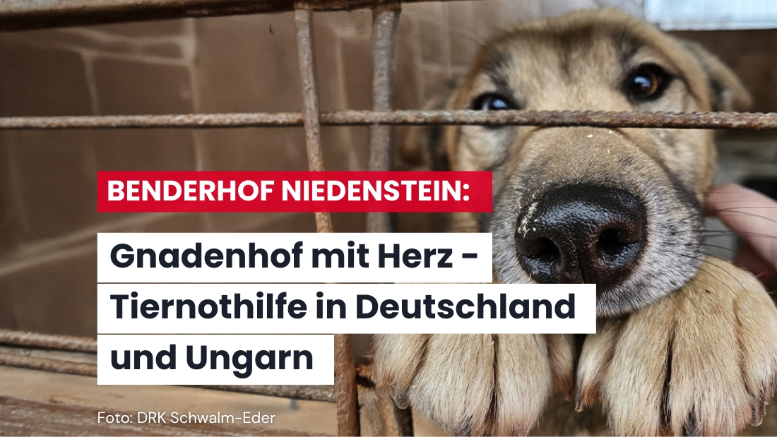 Hoffnung für Tiere in Not: Der Benderhof kämpft für jedes Leben