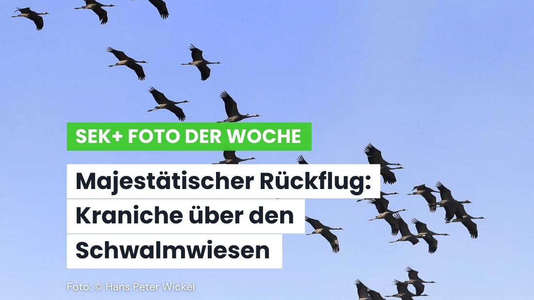 SEK+ Foto der Woche: Die Kraniche sind zurück – ein erstes Zeichen für den Frühling!