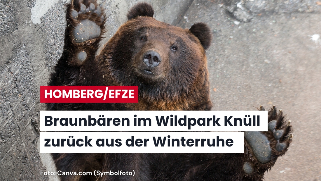 Braunbären im Wildpark Knüll erwachen aus der Winterruhe