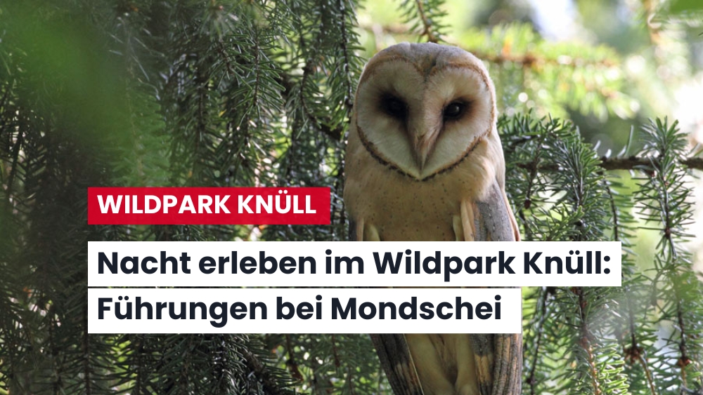 Sterne, Mond und Märchen – Geführte Abendtouren im Wildpark Knüll