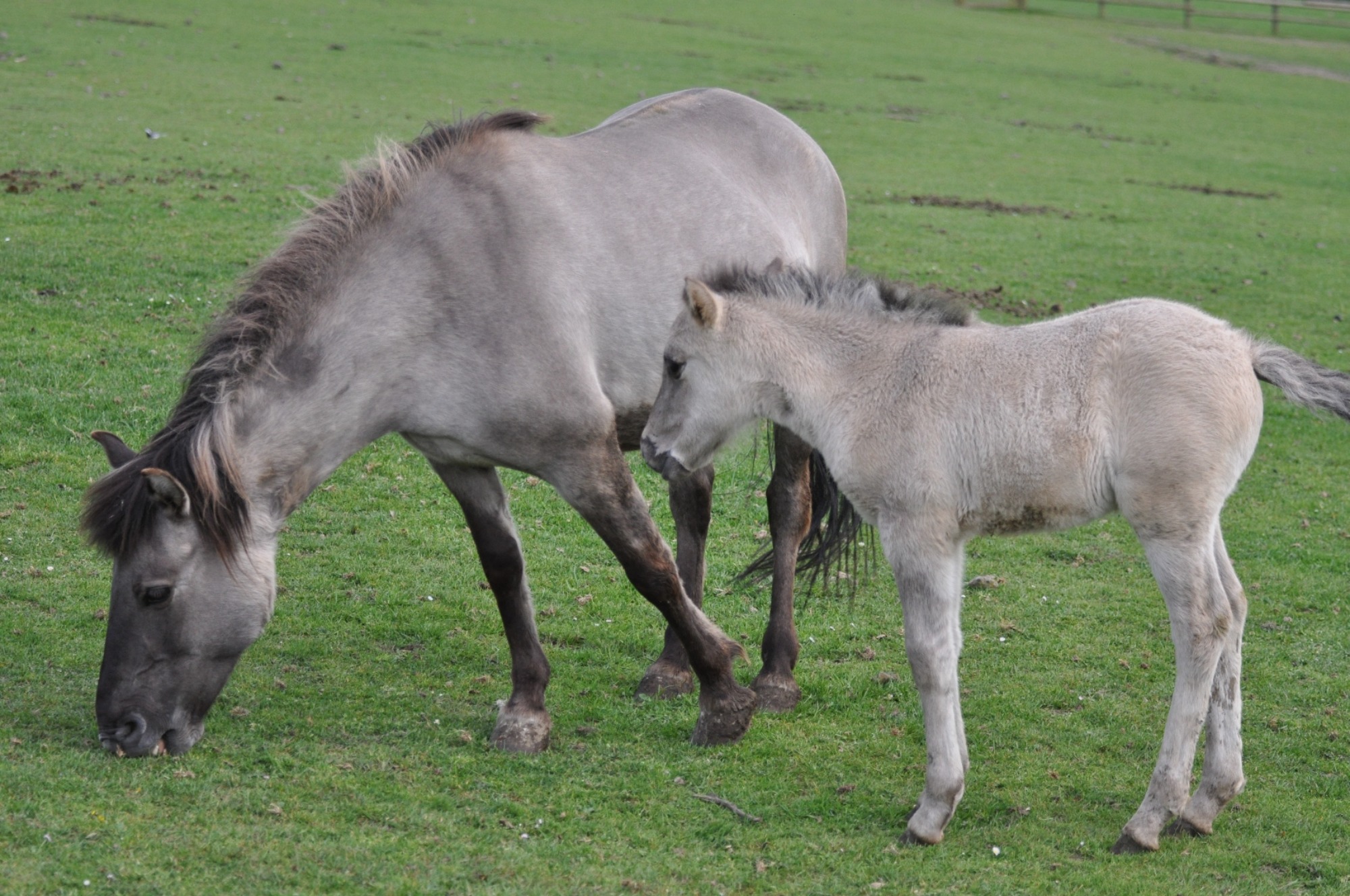 Sommer mit Sonne und Sternenhimmel – Wildpark Knüll am Abend und am Tage