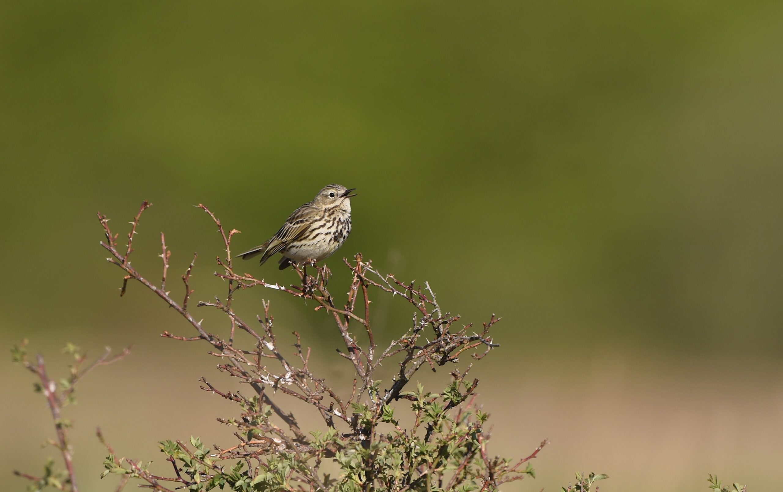 Landwirte fördern seltenen Wiesenpieper im Vogelschutzgebiet Knüll